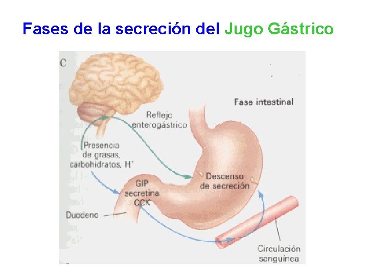 FISIOLOGA DIGESTIVA Faringe TUBO DIGESTIVO Boca Glndulas salivales
