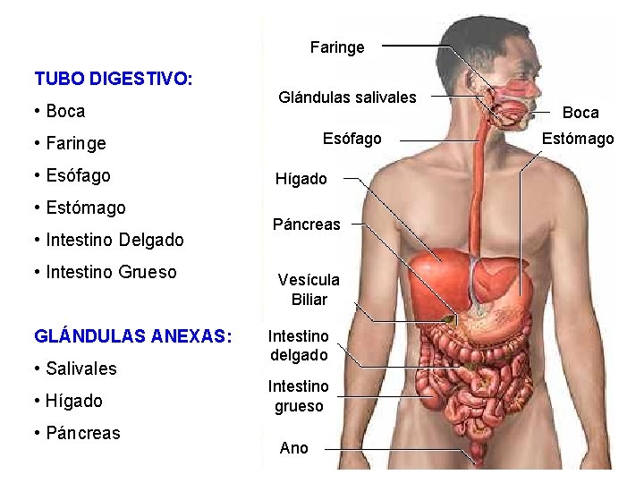 Faringe TUBO DIGESTIVO: • Boca Glándulas salivales Esófago • Faringe • Esófago • Estómago