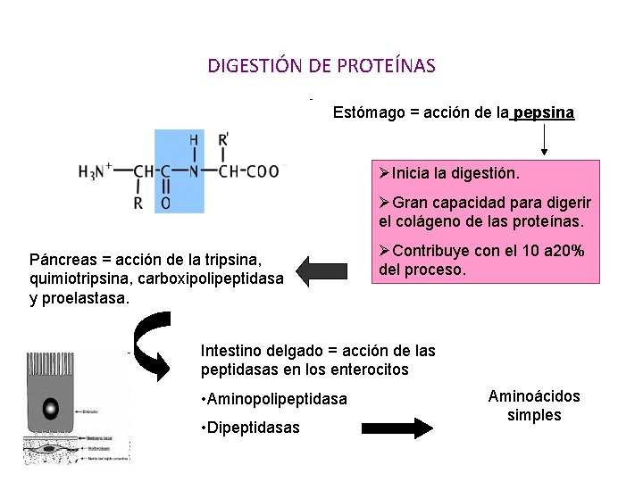 DIGESTIÓN DE PROTEÍNAS Estómago = acción de la pepsina ØInicia la digestión. ØGran capacidad