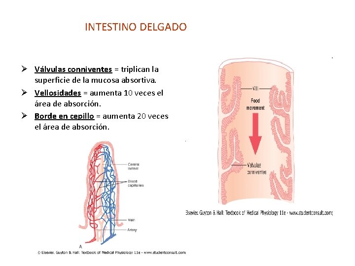 INTESTINO DELGADO Ø Válvulas conniventes = triplican la superficie de la mucosa absortiva. Ø