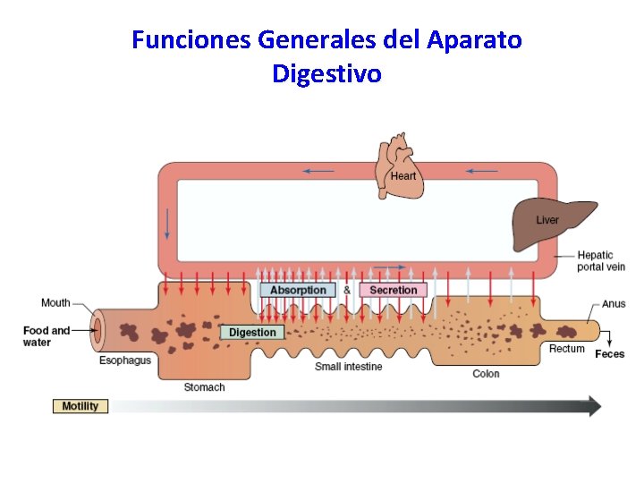 Funciones Generales del Aparato Digestivo 