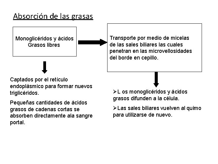 Absorción de las grasas Monoglicéridos y ácidos Grasos libres Captados por el retículo endoplásmico