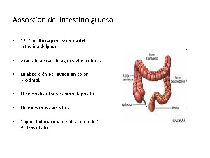 Absorción del intestino grueso • 1500 mililitros procedentes del intestino delgado • Gran absorción