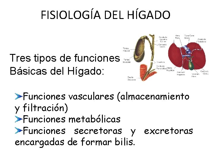 FISIOLOGÍA DEL HÍGADO Tres tipos de funciones Básicas del Hígado: Funciones vasculares (almacenamiento y