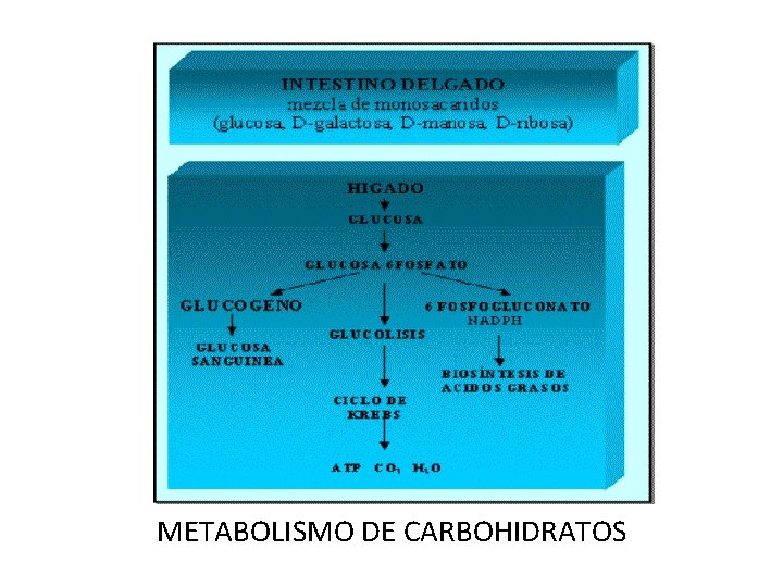 METABOLISMO DE CARBOHIDRATOS 