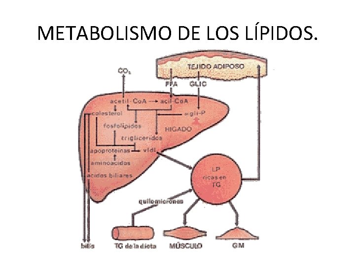 METABOLISMO DE LOS LÍPIDOS. 