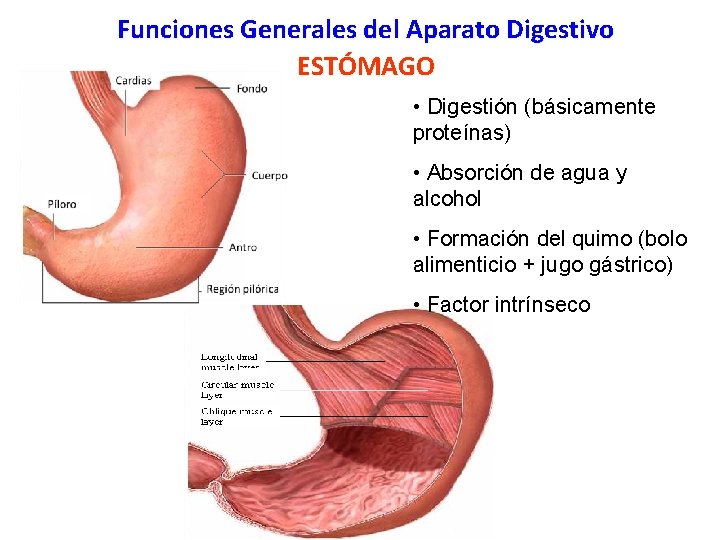 Funciones Generales del Aparato Digestivo ESTÓMAGO • Digestión (básicamente proteínas) • Absorción de agua