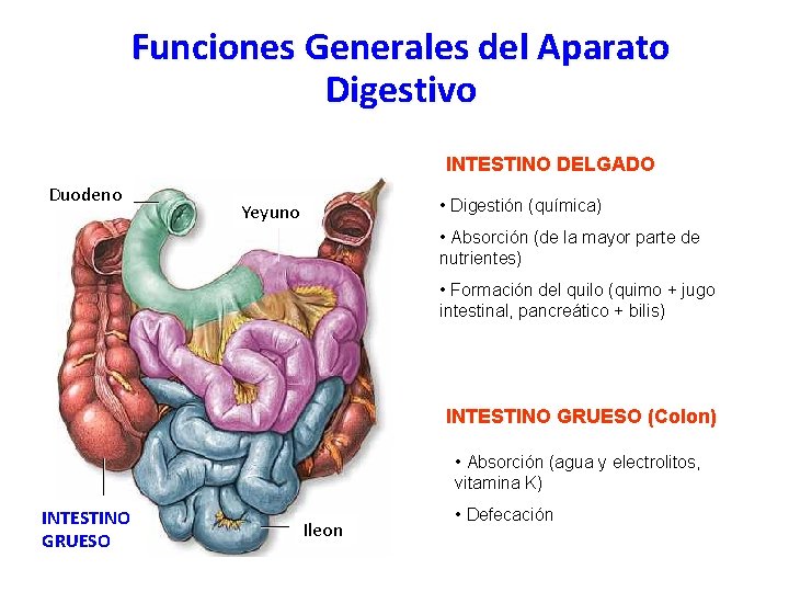 Funciones Generales del Aparato Digestivo INTESTINO DELGADO Duodeno Yeyuno • Digestión (química) • Absorción