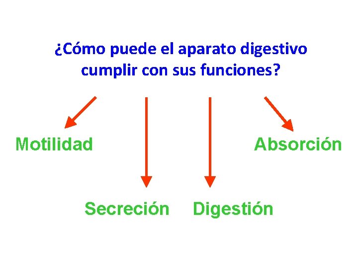 ¿Cómo puede el aparato digestivo cumplir con sus funciones? Motilidad Secreción Absorción Digestión 