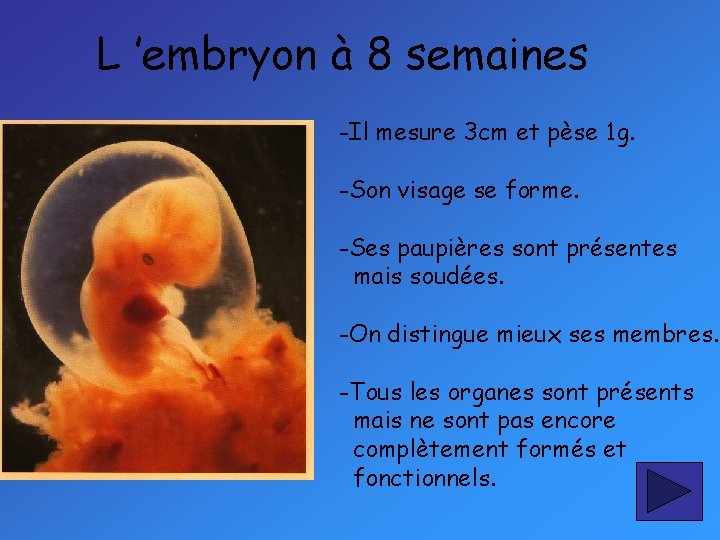 L ’embryon à 8 semaines -Il mesure 3 cm et pèse 1 g. -Son