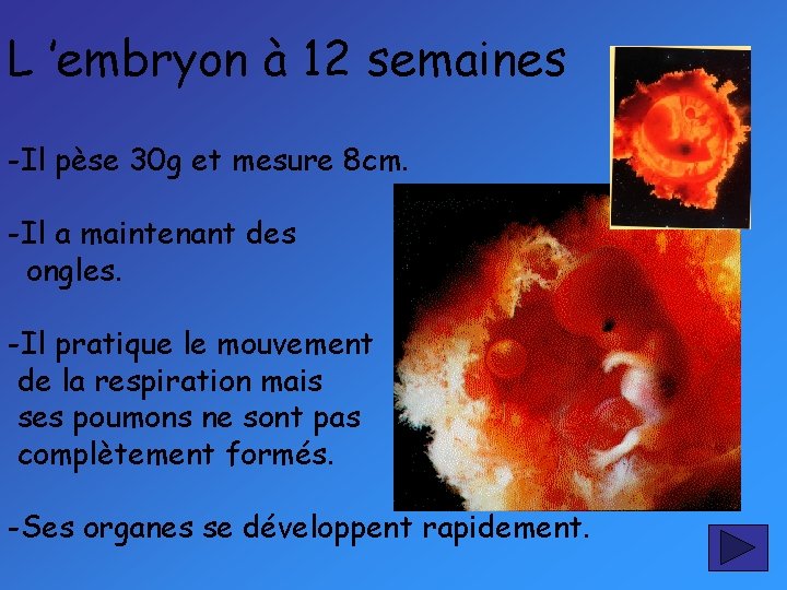 L ’embryon à 12 semaines -Il pèse 30 g et mesure 8 cm. -Il