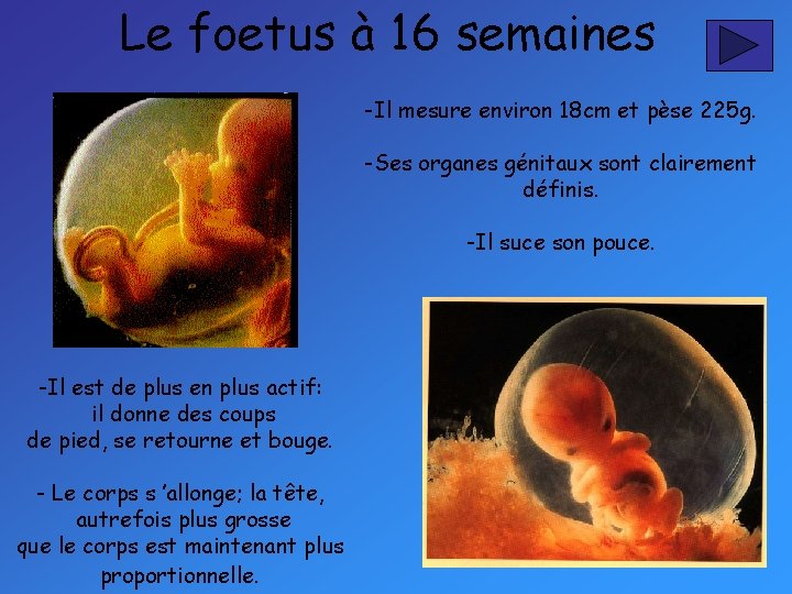 Le foetus à 16 semaines -Il mesure environ 18 cm et pèse 225 g.