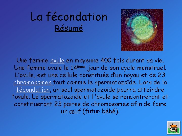 La fécondation Résumé Une femme ovule en moyenne 400 fois durant sa vie. Une