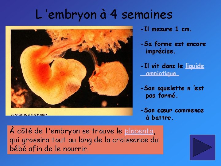 L ’embryon à 4 semaines -Il mesure 1 cm. -Sa forme est encore imprécise.
