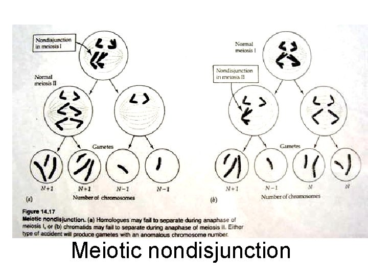 Meiotic nondisjunction 