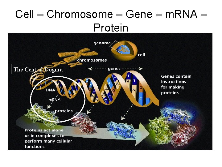 Cell – Chromosome – Gene – m. RNA – Protein The Central Dogma m.