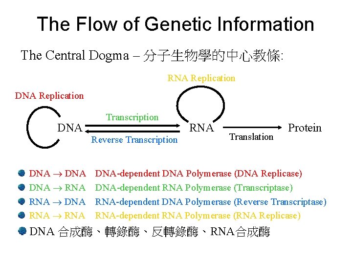 The Flow of Genetic Information The Central Dogma – 分子生物學的中心教條: RNA Replication DNA DNA