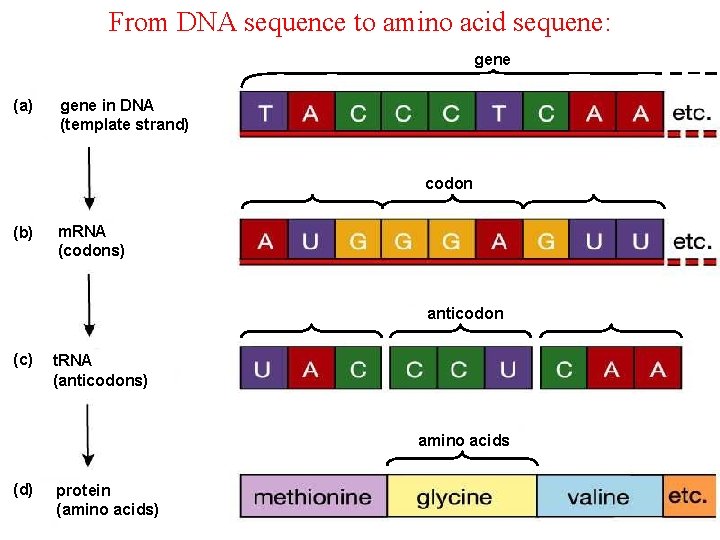 From DNA sequence to amino acid sequene: gene (a) gene in DNA (template strand)