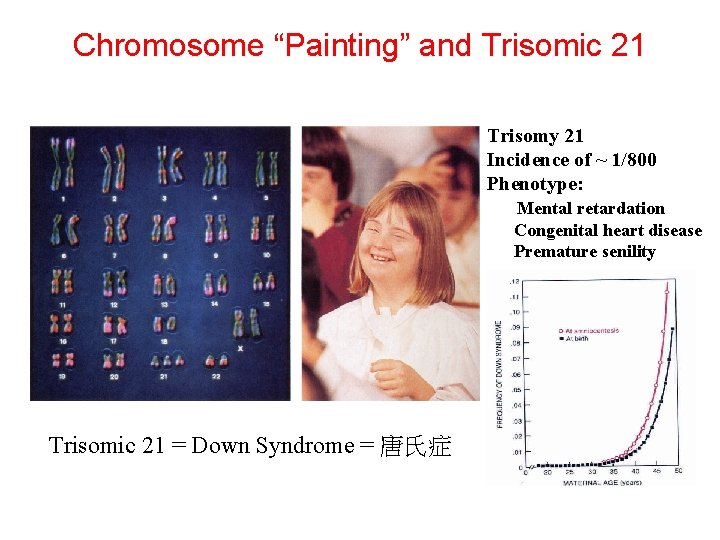 Chromosome “Painting” and Trisomic 21 Trisomy 21 Incidence of ~ 1/800 Phenotype: Mental retardation
