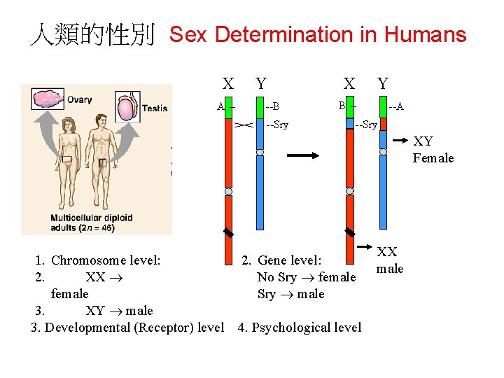 人類的性別 Sex Determination in Humans X A -- Y --B --Sry X Y B