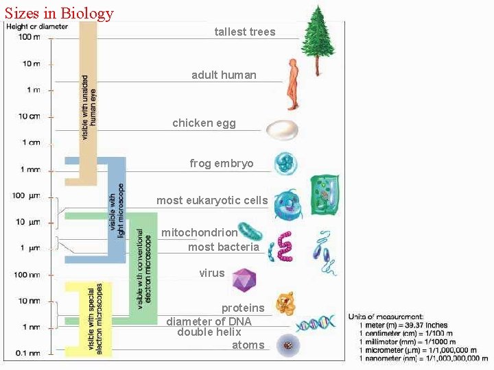 Sizes in Biology tallest trees adult human chicken egg frog embryo most eukaryotic cells