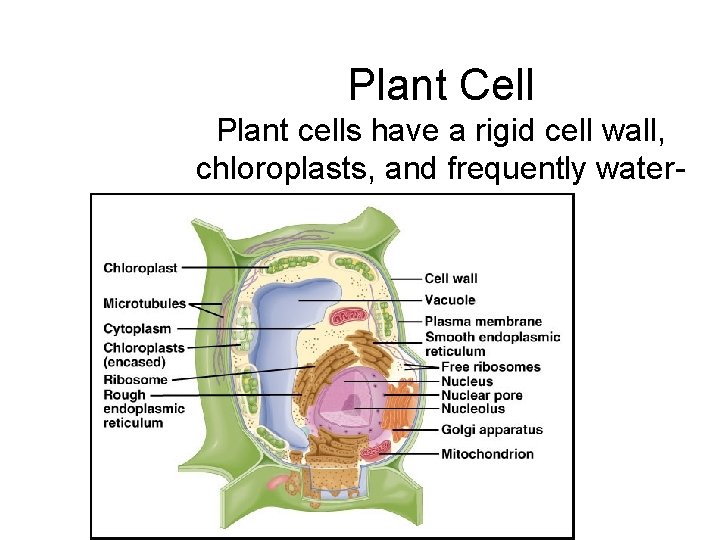 Plant Cell Plant cells have a rigid cell wall, chloroplasts, and frequently waterfilled vacuoles