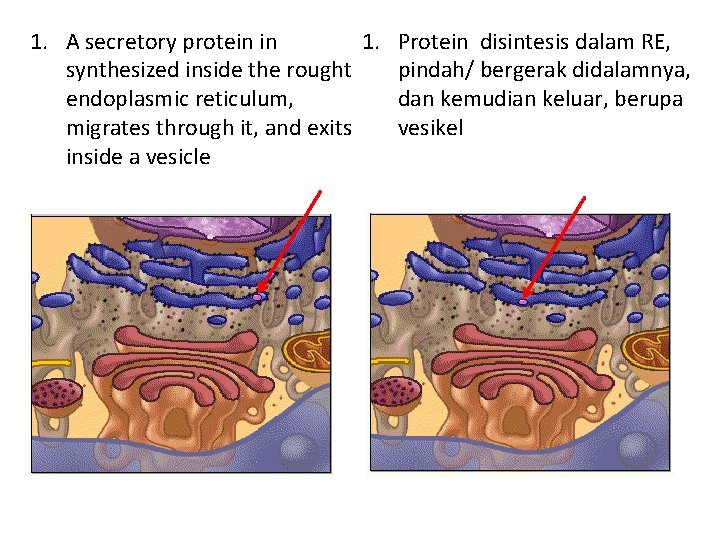 1. A secretory protein in 1. synthesized inside the rought endoplasmic reticulum, migrates through