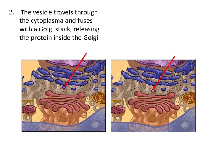 2. The vesicle travels through the cytoplasma and fuses with a Golgi stack, releasing