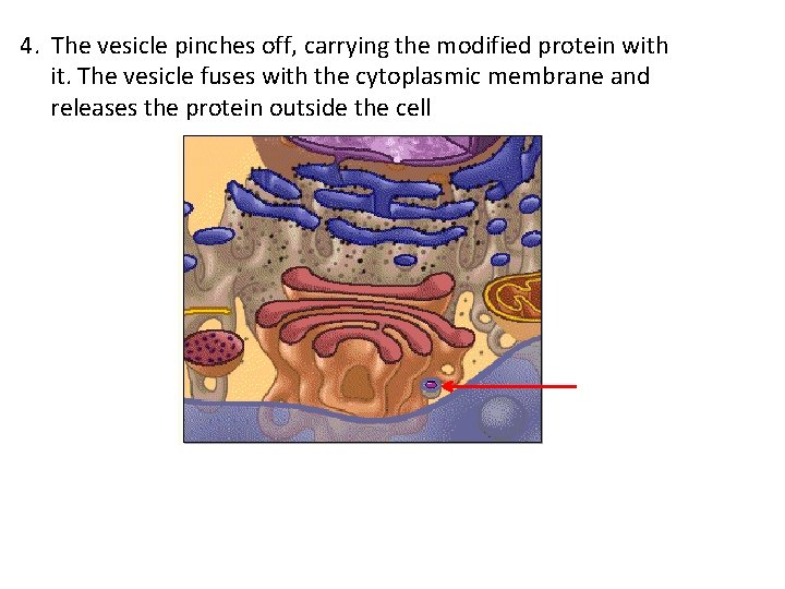 4. The vesicle pinches off, carrying the modified protein with it. The vesicle fuses