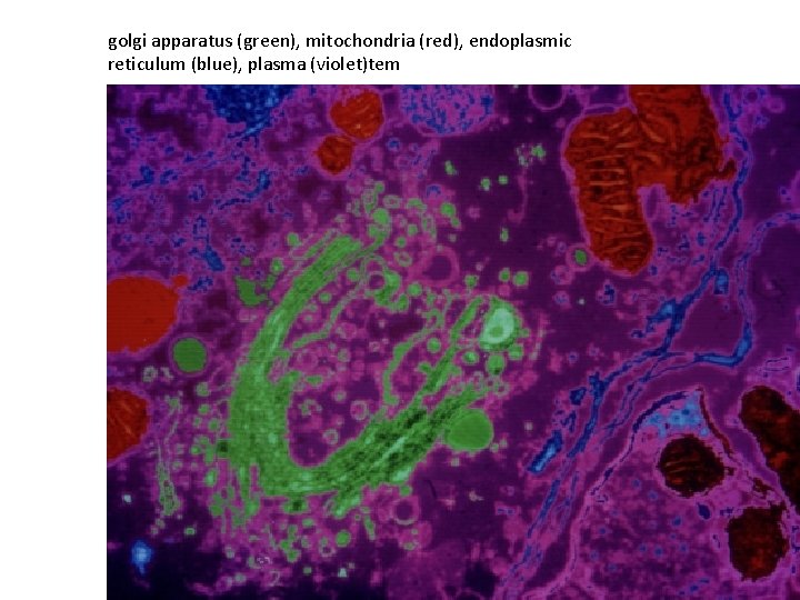 golgi apparatus (green), mitochondria (red), endoplasmic reticulum (blue), plasma (violet)tem 