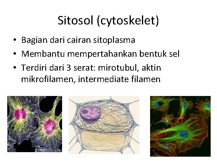 Sitosol (cytoskelet) • Bagian dari cairan sitoplasma • Membantu mempertahankan bentuk sel • Terdiri