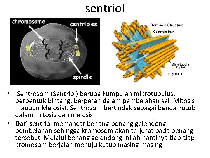 sentriol • Sentrosom (Sentriol) berupa kumpulan mikrotubulus, berbentuk bintang, berperan dalam pembelahan sel (Mitosis