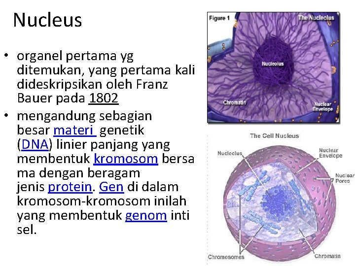 Nucleus • organel pertama yg ditemukan, yang pertama kali dideskripsikan oleh Franz Bauer pada