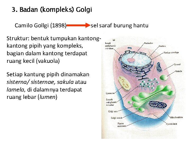 3. Badan (kompleks) Golgi Camilo Gollgi (1898) sel saraf burung hantu Struktur: bentuk tumpukan