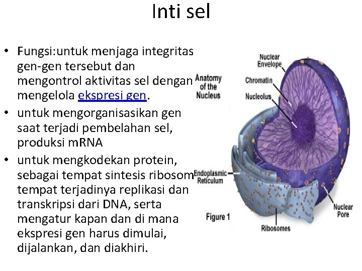 Inti sel • Fungsi: untuk menjaga integritas gen-gen tersebut dan mengontrol aktivitas sel dengan