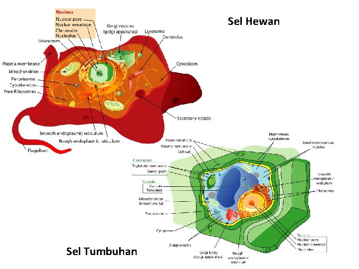 Eu-cell Sel Tumbuhan Sel Hewan 