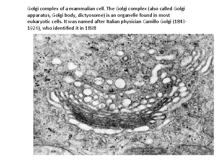 Golgi complex of a mammalian cell. The Golgi complex (also called Golgi apparatus, Golgi