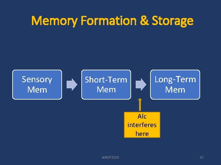 Memory Formation & Storage Sensory Mem Short-Term Mem Long-Term Mem Alc interferes here AMSP