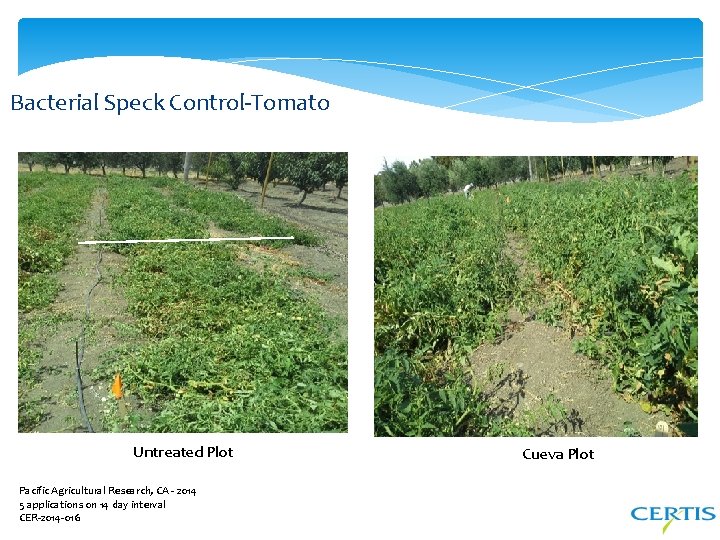 Bacterial Speck Control-Tomato Untreated Plot Pacific Agricultural Research, CA - 2014 5 applications on
