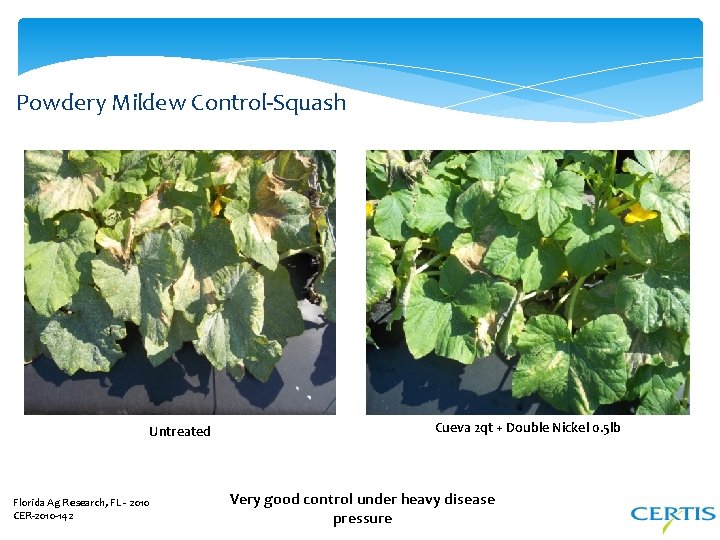 Powdery Mildew Control-Squash Untreated Florida Ag Research, FL - 2010 CER-2010 -142 Cueva 2