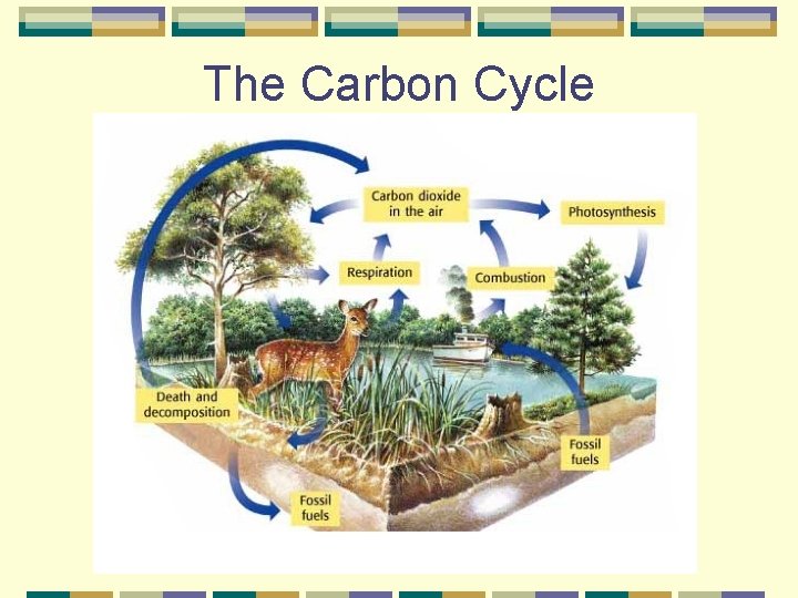 The Carbon Cycle 