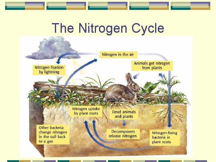 The Nitrogen Cycle 