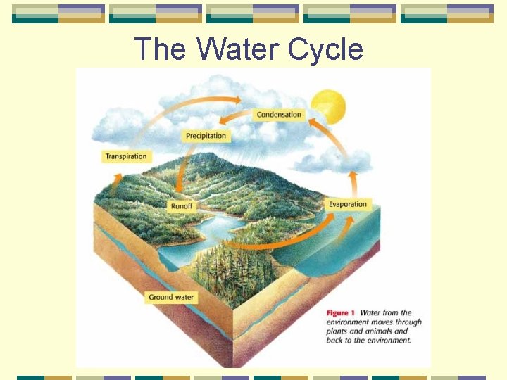 The Water Cycle 