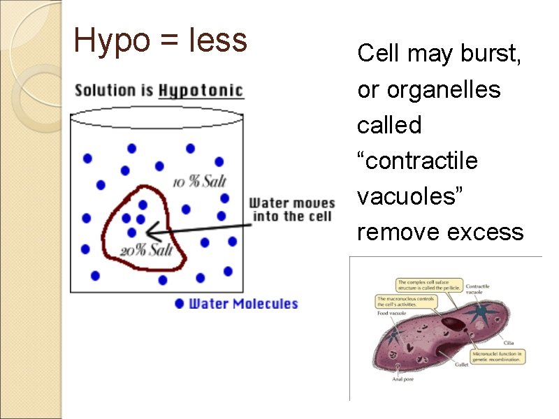 Hypo = less Cell may burst, or organelles called “contractile vacuoles” remove excess water