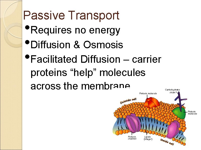 Passive Transport • Requires no energy • Diffusion & Osmosis • Facilitated Diffusion –