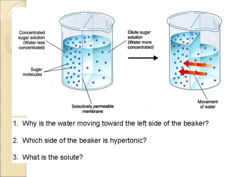 1. Why is the water moving toward the left side of the beaker? 2.