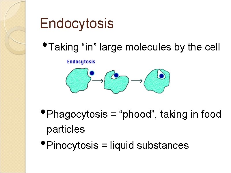 Endocytosis • Taking “in” large molecules by the cell • Phagocytosis = “phood”, taking