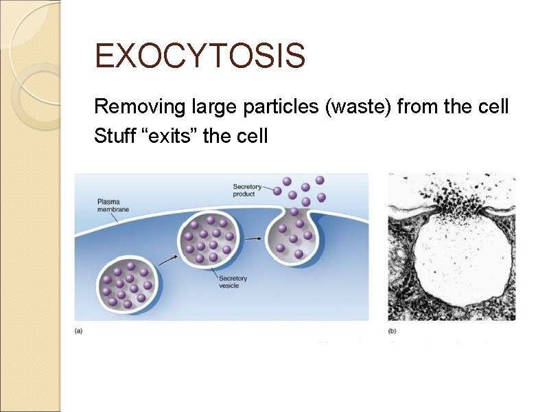 EXOCYTOSIS Removing large particles (waste) from the cell Stuff “exits” the cell 