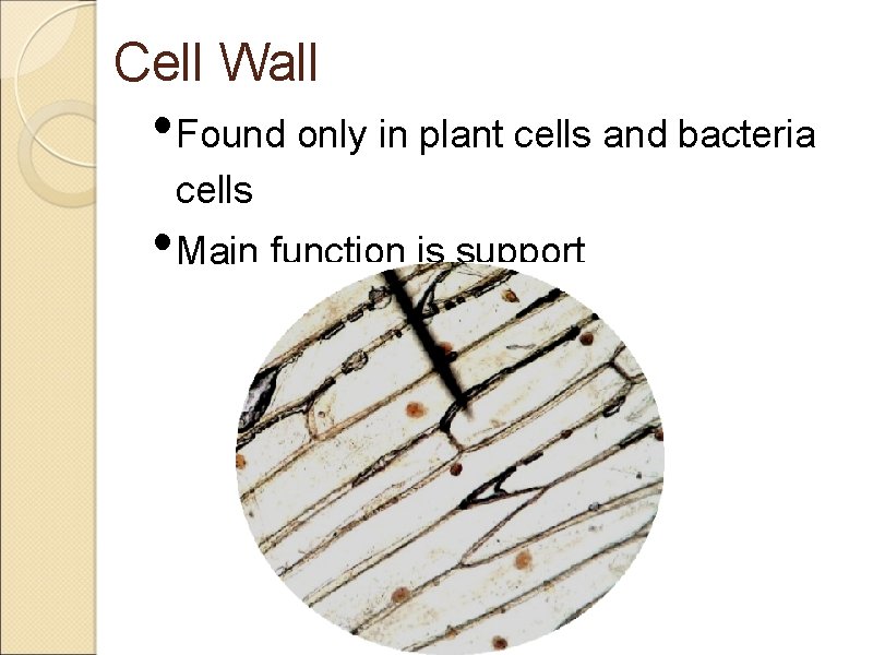 Cell Wall • Found only in plant cells and bacteria cells • Main function