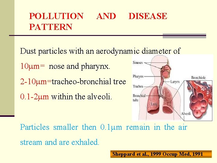 POLLUTION PATTERN AND DISEASE Dust particles with an aerodynamic diameter of 10 m= nose